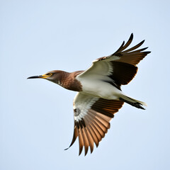 of a migratory bird's flight steps progress, migratory bird, flight, steps, progress,feathers, wings, journey, migration