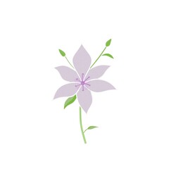 lilac flower isolated on white background