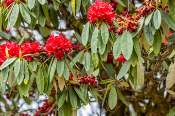 Rhododendron flowers on the huge tree in Himalayas. Spring red flowers of Rhododendron tree in blossom in Nepal on the trekking route in Himalaya mountains