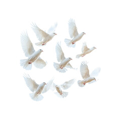 Obraz premium A Flock of White Doves in Flight Against a Transparent Background