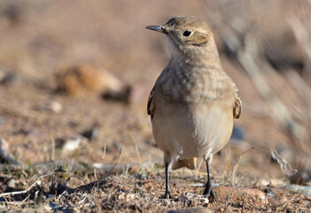 patagonian road (geositta antarctica), bird of argentine patagonia