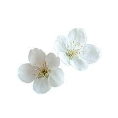 Fototapeta premium Two Delicate White Cherry Blossoms Isolated on Transparent Background