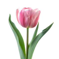 Pink Tulip Isolated Black Background