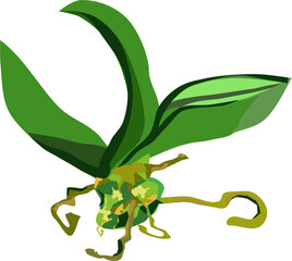 Roślina doniczkowa – ilustracja wektorowa © Laura