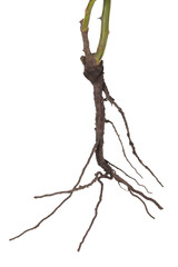 Fototapeta premium One plant with root isolated on white