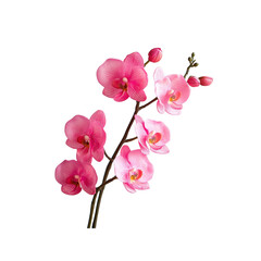 Obraz premium Pink Orchid Branch with Buds - Elegant Floral Arrangement