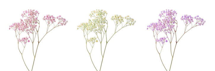 Gypsophila branch with small flowers in different colors on white background, set