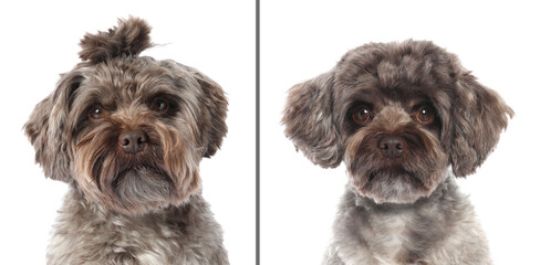 Cute Maltipoo dog before and after hair care on white background, collage. Pet grooming