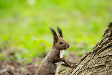 Quiet morning squirrel in the forest