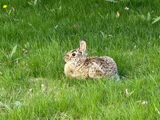 rabbit in the grass