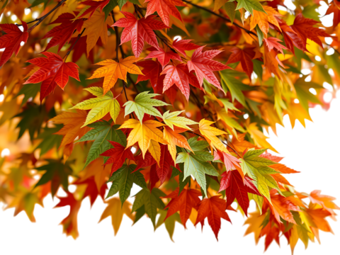 Vibrant Autumn Maple Leaves on Branch on transparent background