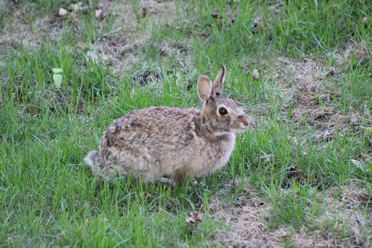 rabbit closeup