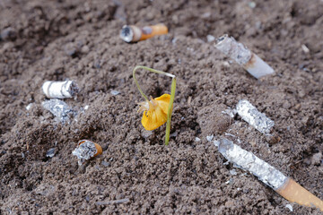 High-angle shot of a withered flower surrounded by cigarette butts on the ground, symbolizing the harm caused by tobacco.