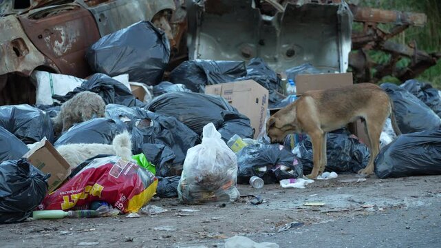 Perros callejeros comiendo en basural