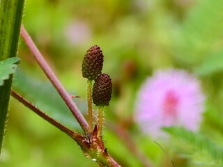 Mimosa Pudica flower before blooming