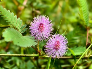 Mimosa Pudica flowers with blur background