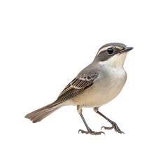 Fototapeta premium Elegant Grey-and-Brown Bird A Stunning Close-Up of a Small Passerine