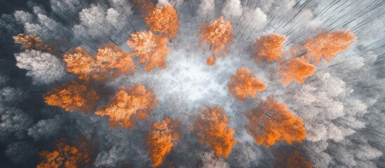 Aerial perspective featuring vibrant autumn foliage and snow-dusted trees in winter