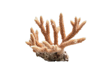 Obraz premium Large, brown coral with white spots, isolated