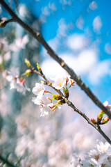 ソメイヨシノと空