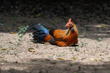 junglefowl  in its natural environment
