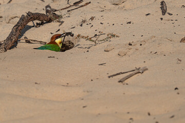 Chestnut-headed bee-eater  with its prey near its nest.