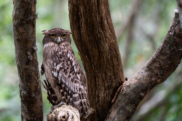 Brown fish owl perched on a tree branch