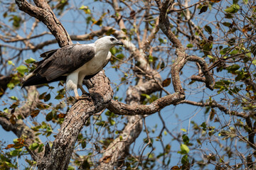 White Bellied Sea Eagle in natural native habitat