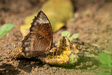 A butterfly sucking juice from fruit