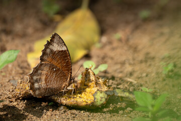 A butterfly sucking juice from fruit