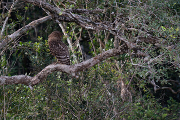 Brown fish owl  with prey
