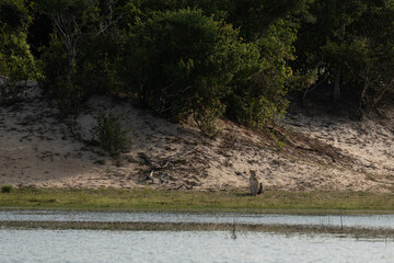 Leopard on the edge of a reservoir with the forest in the background
