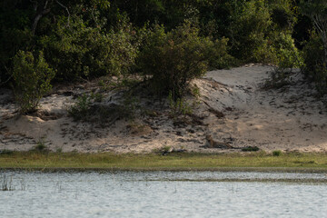 Leopard on the edge of a reservoir with the forest in the background
