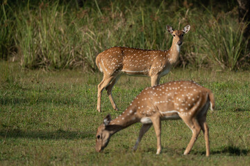 A spotted deer eating in the Yala National Park