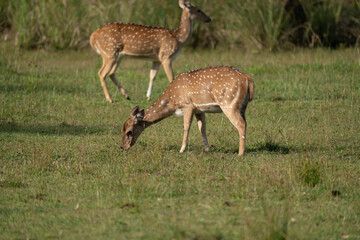 A spotted deer eating in the Yala National Park