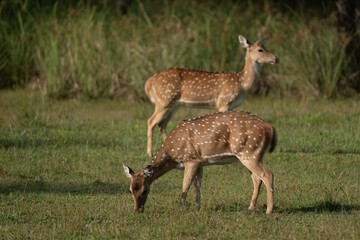 A spotted deer eating in the Yala National Park