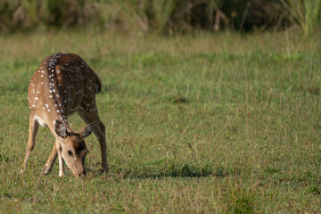 A spotted deer eating in the Yala National Park