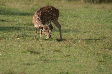 A spotted deer eating in the Yala National Park