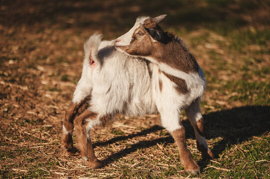 Goat on a farm
