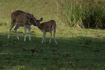 Mother and baby deer on the grass