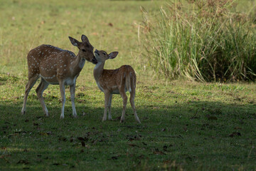 Mother and baby deer on the grass