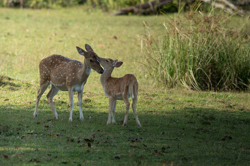 Mother and baby deer on the grass