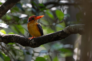 Beautiful bird  Black-backed dwarf kingfisher  on a branch