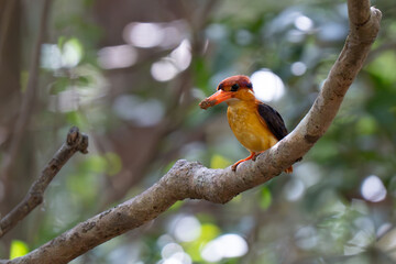 Beautiful bird  Black-backed dwarf kingfisher  on a branch