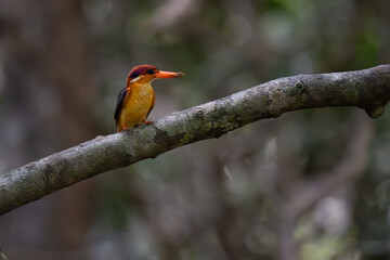 Beautiful bird  Black-backed dwarf kingfisher  on a branch