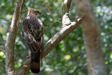 A close-up of aChangeable Hawk Eagle perched on a tree branch in the forest