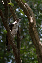 A close-up of aChangeable Hawk Eagle perched on a tree branch in the forest