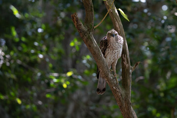 A close-up of aChangeable Hawk Eagle perched on a tree branch in the forest