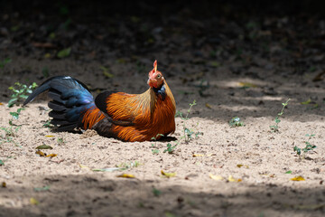 junglefowl  in its natural environment