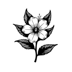 Detailed botanical illustration showcasing a delicate flower with stylized leaves